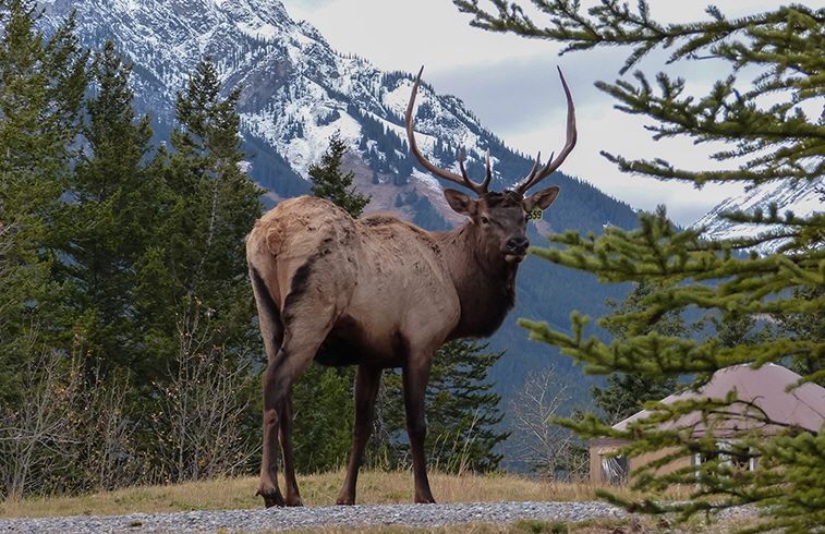 Elk in Banff, Alberta  |  Photo: Kym MacKinnon
