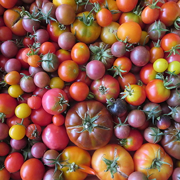 Salix and Sedge Farm in Salmo, BC, grows a variety of tomatoes