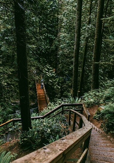 BC forest | Photo: The Bialons, Unsplash
