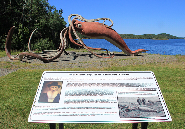 Giant Squid at Glover's Harbour, NL