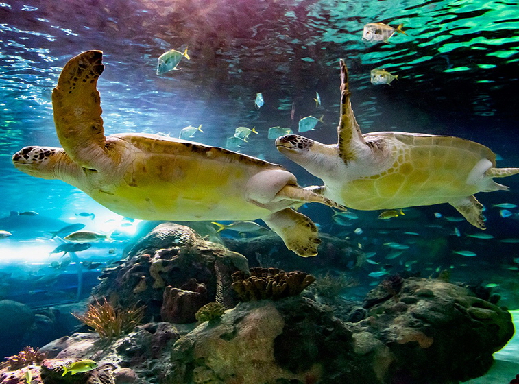 Ripleys Aquarium of Canada in Toronto, Ontario