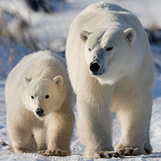 Polar bear mom and cub, Churchill Wild, Manitoba (GIBPoliza)