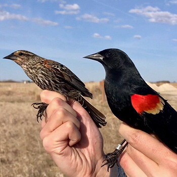 Red-winged Blackbird (female & male) at the Delta March Bird Observatory, southern end of Lake Manitoba