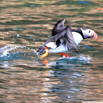 Donelda's Puffin Boat Tours, Baddeck, NS