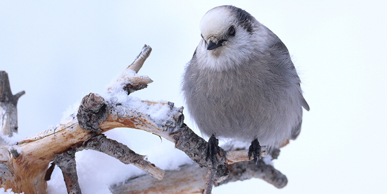 Gray Jay, photo by Andy Witchger, Wikimedia Commons